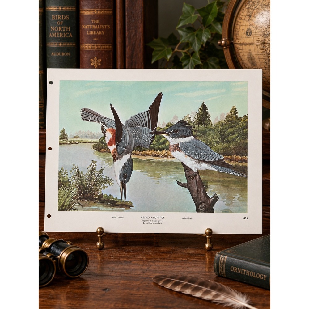 1968 Rex Brasher Belted Kingfisher Vintage Original Book Plate Wall Art Decor
